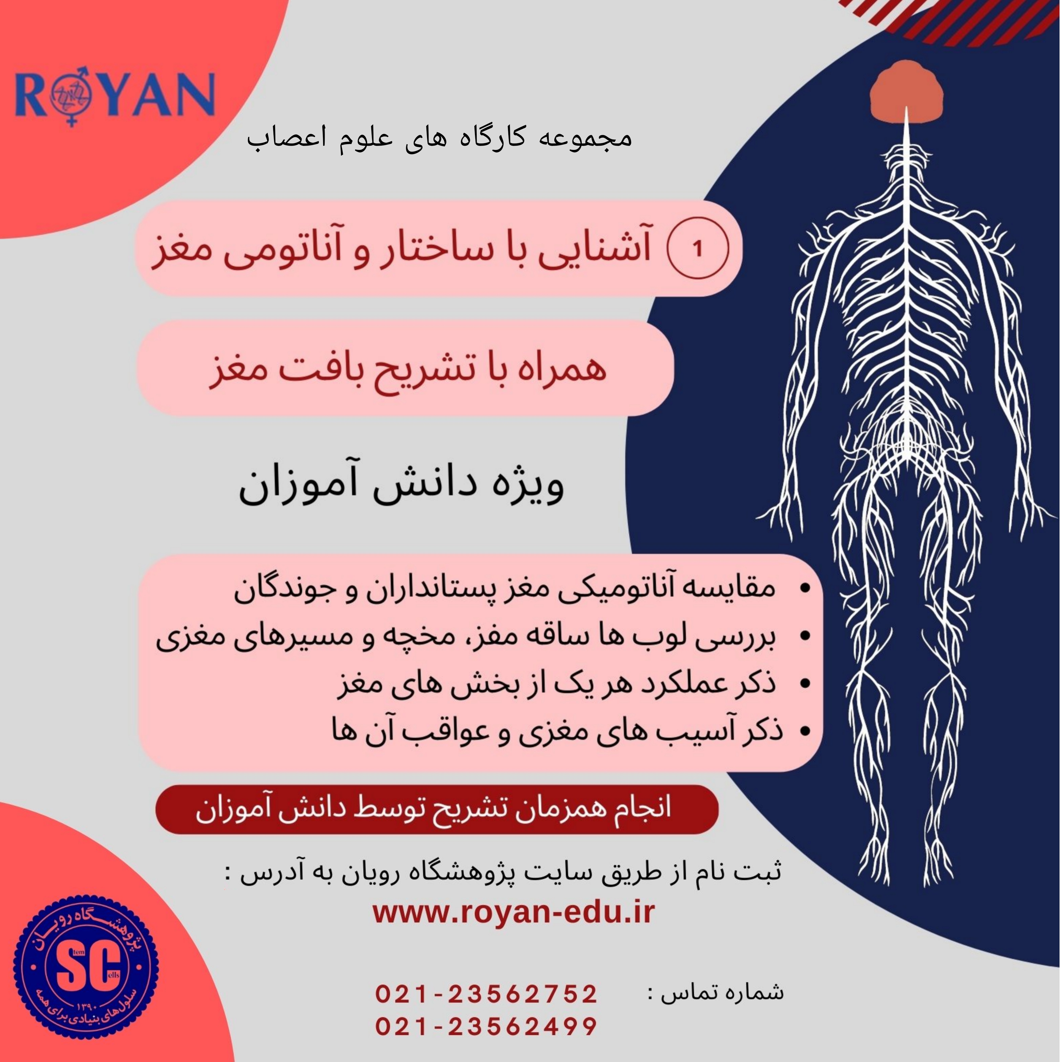 آشنایی با ساختار و آناتومی مغز